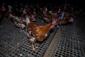 Free-range eggs investigation 2025 - Part of the 2025 Eggs Uncaged investigation of Victorian free-range and cage free egg farms.
South Gippsland Eggs is a free range egg farm in Devon Meadows, 50km from Melbourne. With a philosophy of 'happy, healthy hens lay the most delicious & wholesome eggs,' the farm has made a name for itself in the local community for offering an ethical alternative to caged eggs.
However, the scenes that greeted investigators when they entered the sheds on the property, told a different story. Thousands of hens are packed into long sheds, forced to stand on slatted metal floors. Without even perches to get off the ground, hens will huddle tightly together on the filthy floor, while their waste falls through to pits underneath the sheds.
Like on other farms, hens were found with missing feathers and wounds indicating feather pecking due to overcrowding. Dead hens lay among the living, including one who had become crushed by the door of the nesting box. Even with access to the outdoors each day, hens were found to be laying soft, jelly-like eggs, indicating calcium deficiency.
South Gippsland Eggs supplies to stores across Victoria using images and branding promising quality, free range eggs. It is owned and operated by second-generation egg farmer Gina Magias Abraham.
- Captured at South Gippsland Eggs, Devon Meadows VIC Australia.