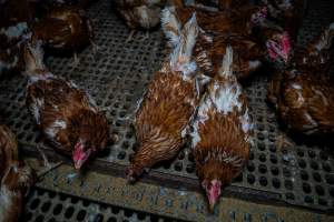 Hens at feeder - Part of the 2025 Eggs Uncaged investigation of Victorian free-range and cage free egg farms.
South Gippsland Eggs is a free range egg farm in Devon Meadows, 50km from Melbourne. With a philosophy of 'happy, healthy hens lay the most delicious & wholesome eggs,' the farm has made a name for itself in the local community for offering an ethical alternative to caged eggs.
However, the scenes that greeted investigators when they entered the sheds on the property, told a different story. Thousands of hens are packed into long sheds, forced to stand on slatted metal floors. Without even perches to get off the ground, hens will huddle tightly together on the filthy floor, while their waste falls through to pits underneath the sheds.
Like on other farms, hens were found with missing feathers and wounds indicating feather pecking due to overcrowding. Dead hens lay among the living, including one who had become crushed by the door of the nesting box. Even with access to the outdoors each day, hens were found to be laying soft, jelly-like eggs, indicating calcium deficiency.
South Gippsland Eggs supplies to stores across Victoria using images and branding promising quality, free range eggs. It is owned and operated by second-generation egg farmer Gina Magias Abraham.
- Captured at South Gippsland Eggs, Devon Meadows VIC Australia.