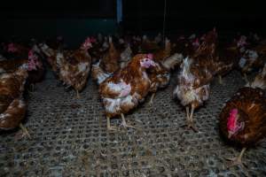 Hen missing feathers from wing - Part of the 2025 Eggs Uncaged investigation of Victorian free-range and cage free egg farms.
South Gippsland Eggs is a free range egg farm in Devon Meadows, 50km from Melbourne. With a philosophy of 'happy, healthy hens lay the most delicious & wholesome eggs,' the farm has made a name for itself in the local community for offering an ethical alternative to caged eggs.
However, the scenes that greeted investigators when they entered the sheds on the property, told a different story. Thousands of hens are packed into long sheds, forced to stand on slatted metal floors. Without even perches to get off the ground, hens will huddle tightly together on the filthy floor, while their waste falls through to pits underneath the sheds.
Like on other farms, hens were found with missing feathers and wounds indicating feather pecking due to overcrowding. Dead hens lay among the living, including one who had become crushed by the door of the nesting box. Even with access to the outdoors each day, hens were found to be laying soft, jelly-like eggs, indicating calcium deficiency.
South Gippsland Eggs supplies to stores across Victoria using images and branding promising quality, free range eggs. It is owned and operated by second-generation egg farmer Gina Magias Abraham.
- Captured at South Gippsland Eggs, Devon Meadows VIC Australia.