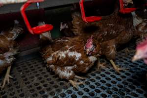 Free-range eggs investigation 2025 - Part of the 2025 Eggs Uncaged investigation of Victorian free-range and cage free egg farms.
South Gippsland Eggs is a free range egg farm in Devon Meadows, 50km from Melbourne. With a philosophy of 'happy, healthy hens lay the most delicious & wholesome eggs,' the farm has made a name for itself in the local community for offering an ethical alternative to caged eggs.
However, the scenes that greeted investigators when they entered the sheds on the property, told a different story. Thousands of hens are packed into long sheds, forced to stand on slatted metal floors. Without even perches to get off the ground, hens will huddle tightly together on the filthy floor, while their waste falls through to pits underneath the sheds.
Like on other farms, hens were found with missing feathers and wounds indicating feather pecking due to overcrowding. Dead hens lay among the living, including one who had become crushed by the door of the nesting box. Even with access to the outdoors each day, hens were found to be laying soft, jelly-like eggs, indicating calcium deficiency.
South Gippsland Eggs supplies to stores across Victoria using images and branding promising quality, free range eggs. It is owned and operated by second-generation egg farmer Gina Magias Abraham.
- Captured at South Gippsland Eggs, Devon Meadows VIC Australia.