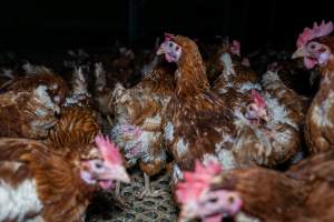 Free-range eggs investigation 2025 - Part of the 2025 Eggs Uncaged investigation of Victorian free-range and cage free egg farms.
South Gippsland Eggs is a free range egg farm in Devon Meadows, 50km from Melbourne. With a philosophy of 'happy, healthy hens lay the most delicious & wholesome eggs,' the farm has made a name for itself in the local community for offering an ethical alternative to caged eggs.
However, the scenes that greeted investigators when they entered the sheds on the property, told a different story. Thousands of hens are packed into long sheds, forced to stand on slatted metal floors. Without even perches to get off the ground, hens will huddle tightly together on the filthy floor, while their waste falls through to pits underneath the sheds.
Like on other farms, hens were found with missing feathers and wounds indicating feather pecking due to overcrowding. Dead hens lay among the living, including one who had become crushed by the door of the nesting box. Even with access to the outdoors each day, hens were found to be laying soft, jelly-like eggs, indicating calcium deficiency.
South Gippsland Eggs supplies to stores across Victoria using images and branding promising quality, free range eggs. It is owned and operated by second-generation egg farmer Gina Magias Abraham.
- Captured at South Gippsland Eggs, Devon Meadows VIC Australia.