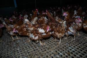 Free-range eggs investigation 2025 - Part of the 2025 Eggs Uncaged investigation of Victorian free-range and cage free egg farms.
South Gippsland Eggs is a free range egg farm in Devon Meadows, 50km from Melbourne. With a philosophy of 'happy, healthy hens lay the most delicious & wholesome eggs,' the farm has made a name for itself in the local community for offering an ethical alternative to caged eggs.
However, the scenes that greeted investigators when they entered the sheds on the property, told a different story. Thousands of hens are packed into long sheds, forced to stand on slatted metal floors. Without even perches to get off the ground, hens will huddle tightly together on the filthy floor, while their waste falls through to pits underneath the sheds.
Like on other farms, hens were found with missing feathers and wounds indicating feather pecking due to overcrowding. Dead hens lay among the living, including one who had become crushed by the door of the nesting box. Even with access to the outdoors each day, hens were found to be laying soft, jelly-like eggs, indicating calcium deficiency.
South Gippsland Eggs supplies to stores across Victoria using images and branding promising quality, free range eggs. It is owned and operated by second-generation egg farmer Gina Magias Abraham.
- Captured at South Gippsland Eggs, Devon Meadows VIC Australia.