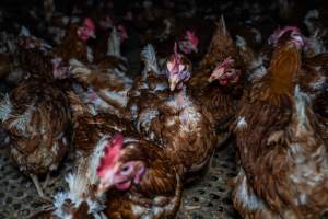 Free-range eggs investigation 2025 - Part of the 2025 Eggs Uncaged investigation of Victorian free-range and cage free egg farms.
South Gippsland Eggs is a free range egg farm in Devon Meadows, 50km from Melbourne. With a philosophy of 'happy, healthy hens lay the most delicious & wholesome eggs,' the farm has made a name for itself in the local community for offering an ethical alternative to caged eggs.
However, the scenes that greeted investigators when they entered the sheds on the property, told a different story. Thousands of hens are packed into long sheds, forced to stand on slatted metal floors. Without even perches to get off the ground, hens will huddle tightly together on the filthy floor, while their waste falls through to pits underneath the sheds.
Like on other farms, hens were found with missing feathers and wounds indicating feather pecking due to overcrowding. Dead hens lay among the living, including one who had become crushed by the door of the nesting box. Even with access to the outdoors each day, hens were found to be laying soft, jelly-like eggs, indicating calcium deficiency.
South Gippsland Eggs supplies to stores across Victoria using images and branding promising quality, free range eggs. It is owned and operated by second-generation egg farmer Gina Magias Abraham.
- Captured at South Gippsland Eggs, Devon Meadows VIC Australia.