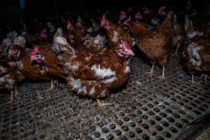 Free-range eggs investigation 2025 - Part of the 2025 Eggs Uncaged investigation of Victorian free-range and cage free egg farms.
South Gippsland Eggs is a free range egg farm in Devon Meadows, 50km from Melbourne. With a philosophy of 'happy, healthy hens lay the most delicious & wholesome eggs,' the farm has made a name for itself in the local community for offering an ethical alternative to caged eggs.
However, the scenes that greeted investigators when they entered the sheds on the property, told a different story. Thousands of hens are packed into long sheds, forced to stand on slatted metal floors. Without even perches to get off the ground, hens will huddle tightly together on the filthy floor, while their waste falls through to pits underneath the sheds.
Like on other farms, hens were found with missing feathers and wounds indicating feather pecking due to overcrowding. Dead hens lay among the living, including one who had become crushed by the door of the nesting box. Even with access to the outdoors each day, hens were found to be laying soft, jelly-like eggs, indicating calcium deficiency.
South Gippsland Eggs supplies to stores across Victoria using images and branding promising quality, free range eggs. It is owned and operated by second-generation egg farmer Gina Magias Abraham.
- Captured at South Gippsland Eggs, Devon Meadows VIC Australia.