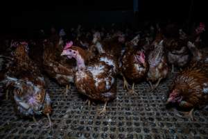 Hen with missing feathers - Part of the 2025 Eggs Uncaged investigation of Victorian free-range and cage free egg farms.
South Gippsland Eggs is a free range egg farm in Devon Meadows, 50km from Melbourne. With a philosophy of 'happy, healthy hens lay the most delicious & wholesome eggs,' the farm has made a name for itself in the local community for offering an ethical alternative to caged eggs.
However, the scenes that greeted investigators when they entered the sheds on the property, told a different story. Thousands of hens are packed into long sheds, forced to stand on slatted metal floors. Without even perches to get off the ground, hens will huddle tightly together on the filthy floor, while their waste falls through to pits underneath the sheds.
Like on other farms, hens were found with missing feathers and wounds indicating feather pecking due to overcrowding. Dead hens lay among the living, including one who had become crushed by the door of the nesting box. Even with access to the outdoors each day, hens were found to be laying soft, jelly-like eggs, indicating calcium deficiency.
South Gippsland Eggs supplies to stores across Victoria using images and branding promising quality, free range eggs. It is owned and operated by second-generation egg farmer Gina Magias Abraham.
- Captured at South Gippsland Eggs, Devon Meadows VIC Australia.