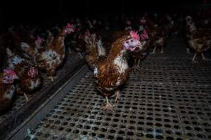 Hen with missing feathers - Part of the 2025 Eggs Uncaged investigation of Victorian free-range and cage free egg farms.
South Gippsland Eggs is a free range egg farm in Devon Meadows, 50km from Melbourne. With a philosophy of 'happy, healthy hens lay the most delicious & wholesome eggs,' the farm has made a name for itself in the local community for offering an ethical alternative to caged eggs.
However, the scenes that greeted investigators when they entered the sheds on the property, told a different story. Thousands of hens are packed into long sheds, forced to stand on slatted metal floors. Without even perches to get off the ground, hens will huddle tightly together on the filthy floor, while their waste falls through to pits underneath the sheds.
Like on other farms, hens were found with missing feathers and wounds indicating feather pecking due to overcrowding. Dead hens lay among the living, including one who had become crushed by the door of the nesting box. Even with access to the outdoors each day, hens were found to be laying soft, jelly-like eggs, indicating calcium deficiency.
South Gippsland Eggs supplies to stores across Victoria using images and branding promising quality, free range eggs. It is owned and operated by second-generation egg farmer Gina Magias Abraham.
- Captured at South Gippsland Eggs, Devon Meadows VIC Australia.