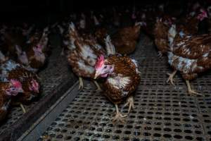 Hen with missing feathers - Part of the 2025 Eggs Uncaged investigation of Victorian free-range and cage free egg farms.
South Gippsland Eggs is a free range egg farm in Devon Meadows, 50km from Melbourne. With a philosophy of 'happy, healthy hens lay the most delicious & wholesome eggs,' the farm has made a name for itself in the local community for offering an ethical alternative to caged eggs.
However, the scenes that greeted investigators when they entered the sheds on the property, told a different story. Thousands of hens are packed into long sheds, forced to stand on slatted metal floors. Without even perches to get off the ground, hens will huddle tightly together on the filthy floor, while their waste falls through to pits underneath the sheds.
Like on other farms, hens were found with missing feathers and wounds indicating feather pecking due to overcrowding. Dead hens lay among the living, including one who had become crushed by the door of the nesting box. Even with access to the outdoors each day, hens were found to be laying soft, jelly-like eggs, indicating calcium deficiency.
South Gippsland Eggs supplies to stores across Victoria using images and branding promising quality, free range eggs. It is owned and operated by second-generation egg farmer Gina Magias Abraham.
- Captured at South Gippsland Eggs, Devon Meadows VIC Australia.