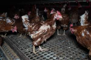 Hen with missing feathers from wings. - Part of the 2025 Eggs Uncaged investigation of Victorian free-range and cage free egg farms.
South Gippsland Eggs is a free range egg farm in Devon Meadows, 50km from Melbourne. With a philosophy of 'happy, healthy hens lay the most delicious & wholesome eggs,' the farm has made a name for itself in the local community for offering an ethical alternative to caged eggs.
However, the scenes that greeted investigators when they entered the sheds on the property, told a different story. Thousands of hens are packed into long sheds, forced to stand on slatted metal floors. Without even perches to get off the ground, hens will huddle tightly together on the filthy floor, while their waste falls through to pits underneath the sheds.
Like on other farms, hens were found with missing feathers and wounds indicating feather pecking due to overcrowding. Dead hens lay among the living, including one who had become crushed by the door of the nesting box. Even with access to the outdoors each day, hens were found to be laying soft, jelly-like eggs, indicating calcium deficiency.
South Gippsland Eggs supplies to stores across Victoria using images and branding promising quality, free range eggs. It is owned and operated by second-generation egg farmer Gina Magias Abraham.
- Captured at South Gippsland Eggs, Devon Meadows VIC Australia.