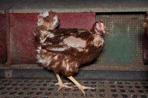 Hen with missing feathers from wings. - Part of the 2025 Eggs Uncaged investigation of Victorian free-range and cage free egg farms.
South Gippsland Eggs is a free range egg farm in Devon Meadows, 50km from Melbourne. With a philosophy of 'happy, healthy hens lay the most delicious & wholesome eggs,' the farm has made a name for itself in the local community for offering an ethical alternative to caged eggs.
However, the scenes that greeted investigators when they entered the sheds on the property, told a different story. Thousands of hens are packed into long sheds, forced to stand on slatted metal floors. Without even perches to get off the ground, hens will huddle tightly together on the filthy floor, while their waste falls through to pits underneath the sheds.
Like on other farms, hens were found with missing feathers and wounds indicating feather pecking due to overcrowding. Dead hens lay among the living, including one who had become crushed by the door of the nesting box. Even with access to the outdoors each day, hens were found to be laying soft, jelly-like eggs, indicating calcium deficiency.
South Gippsland Eggs supplies to stores across Victoria using images and branding promising quality, free range eggs. It is owned and operated by second-generation egg farmer Gina Magias Abraham.
- Captured at South Gippsland Eggs, Devon Meadows VIC Australia.