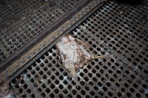 Dead hen in free-range shed. - Part of the 2025 Eggs Uncaged investigation of Victorian free-range and cage free egg farms.
South Gippsland Eggs is a free range egg farm in Devon Meadows, 50km from Melbourne. With a philosophy of 'happy, healthy hens lay the most delicious & wholesome eggs,' the farm has made a name for itself in the local community for offering an ethical alternative to caged eggs.
However, the scenes that greeted investigators when they entered the sheds on the property, told a different story. Thousands of hens are packed into long sheds, forced to stand on slatted metal floors. Without even perches to get off the ground, hens will huddle tightly together on the filthy floor, while their waste falls through to pits underneath the sheds.
Like on other farms, hens were found with missing feathers and wounds indicating feather pecking due to overcrowding. Dead hens lay among the living, including one who had become crushed by the door of the nesting box. Even with access to the outdoors each day, hens were found to be laying soft, jelly-like eggs, indicating calcium deficiency.
South Gippsland Eggs supplies to stores across Victoria using images and branding promising quality, free range eggs. It is owned and operated by second-generation egg farmer Gina Magias Abraham.
- Captured at South Gippsland Eggs, Devon Meadows VIC Australia.
