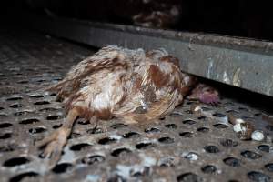 Dead hen in free-range shed - Part of the 2025 Eggs Uncaged investigation of Victorian free-range and cage free egg farms.
South Gippsland Eggs is a free range egg farm in Devon Meadows, 50km from Melbourne. With a philosophy of 'happy, healthy hens lay the most delicious & wholesome eggs,' the farm has made a name for itself in the local community for offering an ethical alternative to caged eggs.
However, the scenes that greeted investigators when they entered the sheds on the property, told a different story. Thousands of hens are packed into long sheds, forced to stand on slatted metal floors. Without even perches to get off the ground, hens will huddle tightly together on the filthy floor, while their waste falls through to pits underneath the sheds.
Like on other farms, hens were found with missing feathers and wounds indicating feather pecking due to overcrowding. Dead hens lay among the living, including one who had become crushed by the door of the nesting box. Even with access to the outdoors each day, hens were found to be laying soft, jelly-like eggs, indicating calcium deficiency.
South Gippsland Eggs supplies to stores across Victoria using images and branding promising quality, free range eggs. It is owned and operated by second-generation egg farmer Gina Magias Abraham.
- Captured at South Gippsland Eggs, Devon Meadows VIC Australia.