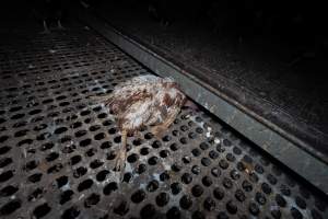 Dead hen in free-range shed - Part of the 2025 Eggs Uncaged investigation of Victorian free-range and cage free egg farms.
South Gippsland Eggs is a free range egg farm in Devon Meadows, 50km from Melbourne. With a philosophy of 'happy, healthy hens lay the most delicious & wholesome eggs,' the farm has made a name for itself in the local community for offering an ethical alternative to caged eggs.
However, the scenes that greeted investigators when they entered the sheds on the property, told a different story. Thousands of hens are packed into long sheds, forced to stand on slatted metal floors. Without even perches to get off the ground, hens will huddle tightly together on the filthy floor, while their waste falls through to pits underneath the sheds.
Like on other farms, hens were found with missing feathers and wounds indicating feather pecking due to overcrowding. Dead hens lay among the living, including one who had become crushed by the door of the nesting box. Even with access to the outdoors each day, hens were found to be laying soft, jelly-like eggs, indicating calcium deficiency.
South Gippsland Eggs supplies to stores across Victoria using images and branding promising quality, free range eggs. It is owned and operated by second-generation egg farmer Gina Magias Abraham.
- Captured at South Gippsland Eggs, Devon Meadows VIC Australia.