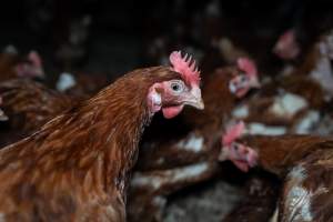 Free-range eggs investigation 2025 - Part of the 2025 Eggs Uncaged investigation of Victorian free-range and cage free egg farms.
South Gippsland Eggs is a free range egg farm in Devon Meadows, 50km from Melbourne. With a philosophy of 'happy, healthy hens lay the most delicious & wholesome eggs,' the farm has made a name for itself in the local community for offering an ethical alternative to caged eggs.
However, the scenes that greeted investigators when they entered the sheds on the property, told a different story. Thousands of hens are packed into long sheds, forced to stand on slatted metal floors. Without even perches to get off the ground, hens will huddle tightly together on the filthy floor, while their waste falls through to pits underneath the sheds.
Like on other farms, hens were found with missing feathers and wounds indicating feather pecking due to overcrowding. Dead hens lay among the living, including one who had become crushed by the door of the nesting box. Even with access to the outdoors each day, hens were found to be laying soft, jelly-like eggs, indicating calcium deficiency.
South Gippsland Eggs supplies to stores across Victoria using images and branding promising quality, free range eggs. It is owned and operated by second-generation egg farmer Gina Magias Abraham.
- Captured at South Gippsland Eggs, Devon Meadows VIC Australia.