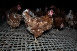 Free-range eggs investigation 2025 - Part of the 2025 Eggs Uncaged investigation of Victorian free-range and cage free egg farms.
South Gippsland Eggs is a free range egg farm in Devon Meadows, 50km from Melbourne. With a philosophy of 'happy, healthy hens lay the most delicious & wholesome eggs,' the farm has made a name for itself in the local community for offering an ethical alternative to caged eggs.
However, the scenes that greeted investigators when they entered the sheds on the property, told a different story. Thousands of hens are packed into long sheds, forced to stand on slatted metal floors. Without even perches to get off the ground, hens will huddle tightly together on the filthy floor, while their waste falls through to pits underneath the sheds.
Like on other farms, hens were found with missing feathers and wounds indicating feather pecking due to overcrowding. Dead hens lay among the living, including one who had become crushed by the door of the nesting box. Even with access to the outdoors each day, hens were found to be laying soft, jelly-like eggs, indicating calcium deficiency.
South Gippsland Eggs supplies to stores across Victoria using images and branding promising quality, free range eggs. It is owned and operated by second-generation egg farmer Gina Magias Abraham.
- Captured at South Gippsland Eggs, Devon Meadows VIC Australia.