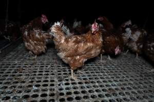 Free-range eggs investigation 2025 - Part of the 2025 Eggs Uncaged investigation of Victorian free-range and cage free egg farms.
South Gippsland Eggs is a free range egg farm in Devon Meadows, 50km from Melbourne. With a philosophy of 'happy, healthy hens lay the most delicious & wholesome eggs,' the farm has made a name for itself in the local community for offering an ethical alternative to caged eggs.
However, the scenes that greeted investigators when they entered the sheds on the property, told a different story. Thousands of hens are packed into long sheds, forced to stand on slatted metal floors. Without even perches to get off the ground, hens will huddle tightly together on the filthy floor, while their waste falls through to pits underneath the sheds.
Like on other farms, hens were found with missing feathers and wounds indicating feather pecking due to overcrowding. Dead hens lay among the living, including one who had become crushed by the door of the nesting box. Even with access to the outdoors each day, hens were found to be laying soft, jelly-like eggs, indicating calcium deficiency.
South Gippsland Eggs supplies to stores across Victoria using images and branding promising quality, free range eggs. It is owned and operated by second-generation egg farmer Gina Magias Abraham.
- Captured at South Gippsland Eggs, Devon Meadows VIC Australia.