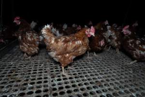 Free-range eggs investigation 2025 - Part of the 2025 Eggs Uncaged investigation of Victorian free-range and cage free egg farms.
South Gippsland Eggs is a free range egg farm in Devon Meadows, 50km from Melbourne. With a philosophy of 'happy, healthy hens lay the most delicious & wholesome eggs,' the farm has made a name for itself in the local community for offering an ethical alternative to caged eggs.
However, the scenes that greeted investigators when they entered the sheds on the property, told a different story. Thousands of hens are packed into long sheds, forced to stand on slatted metal floors. Without even perches to get off the ground, hens will huddle tightly together on the filthy floor, while their waste falls through to pits underneath the sheds.
Like on other farms, hens were found with missing feathers and wounds indicating feather pecking due to overcrowding. Dead hens lay among the living, including one who had become crushed by the door of the nesting box. Even with access to the outdoors each day, hens were found to be laying soft, jelly-like eggs, indicating calcium deficiency.
South Gippsland Eggs supplies to stores across Victoria using images and branding promising quality, free range eggs. It is owned and operated by second-generation egg farmer Gina Magias Abraham.
- Captured at South Gippsland Eggs, Devon Meadows VIC Australia.