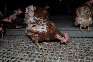 Hen with missing feathers - Part of the 2025 Eggs Uncaged investigation of Victorian free-range and cage free egg farms.
South Gippsland Eggs is a free range egg farm in Devon Meadows, 50km from Melbourne. With a philosophy of 'happy, healthy hens lay the most delicious & wholesome eggs,' the farm has made a name for itself in the local community for offering an ethical alternative to caged eggs.
However, the scenes that greeted investigators when they entered the sheds on the property, told a different story. Thousands of hens are packed into long sheds, forced to stand on slatted metal floors. Without even perches to get off the ground, hens will huddle tightly together on the filthy floor, while their waste falls through to pits underneath the sheds.
Like on other farms, hens were found with missing feathers and wounds indicating feather pecking due to overcrowding. Dead hens lay among the living, including one who had become crushed by the door of the nesting box. Even with access to the outdoors each day, hens were found to be laying soft, jelly-like eggs, indicating calcium deficiency.
South Gippsland Eggs supplies to stores across Victoria using images and branding promising quality, free range eggs. It is owned and operated by second-generation egg farmer Gina Magias Abraham.
- Captured at South Gippsland Eggs, Devon Meadows VIC Australia.
