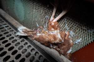 Dead hen in free range shed - Part of the 2025 Eggs Uncaged investigation of Victorian free-range and cage free egg farms.
South Gippsland Eggs is a free range egg farm in Devon Meadows, 50km from Melbourne. With a philosophy of 'happy, healthy hens lay the most delicious & wholesome eggs,' the farm has made a name for itself in the local community for offering an ethical alternative to caged eggs.
However, the scenes that greeted investigators when they entered the sheds on the property, told a different story. Thousands of hens are packed into long sheds, forced to stand on slatted metal floors. Without even perches to get off the ground, hens will huddle tightly together on the filthy floor, while their waste falls through to pits underneath the sheds.
Like on other farms, hens were found with missing feathers and wounds indicating feather pecking due to overcrowding. Dead hens lay among the living, including one who had become crushed by the door of the nesting box. Even with access to the outdoors each day, hens were found to be laying soft, jelly-like eggs, indicating calcium deficiency.
South Gippsland Eggs supplies to stores across Victoria using images and branding promising quality, free range eggs. It is owned and operated by second-generation egg farmer Gina Magias Abraham.
- Captured at South Gippsland Eggs, Devon Meadows VIC Australia.