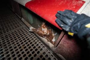 Dead hen in free-range shed - Part of the 2025 Eggs Uncaged investigation of Victorian free-range and cage free egg farms.
South Gippsland Eggs is a free range egg farm in Devon Meadows, 50km from Melbourne. With a philosophy of 'happy, healthy hens lay the most delicious & wholesome eggs,' the farm has made a name for itself in the local community for offering an ethical alternative to caged eggs.
However, the scenes that greeted investigators when they entered the sheds on the property, told a different story. Thousands of hens are packed into long sheds, forced to stand on slatted metal floors. Without even perches to get off the ground, hens will huddle tightly together on the filthy floor, while their waste falls through to pits underneath the sheds.
Like on other farms, hens were found with missing feathers and wounds indicating feather pecking due to overcrowding. Dead hens lay among the living, including one who had become crushed by the door of the nesting box. Even with access to the outdoors each day, hens were found to be laying soft, jelly-like eggs, indicating calcium deficiency.
South Gippsland Eggs supplies to stores across Victoria using images and branding promising quality, free range eggs. It is owned and operated by second-generation egg farmer Gina Magias Abraham.
- Captured at South Gippsland Eggs, Devon Meadows VIC Australia.