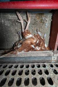 Dead hen in free-range shed - Part of the 2025 Eggs Uncaged investigation of Victorian free-range and cage free egg farms.
South Gippsland Eggs is a free range egg farm in Devon Meadows, 50km from Melbourne. With a philosophy of 'happy, healthy hens lay the most delicious & wholesome eggs,' the farm has made a name for itself in the local community for offering an ethical alternative to caged eggs.
However, the scenes that greeted investigators when they entered the sheds on the property, told a different story. Thousands of hens are packed into long sheds, forced to stand on slatted metal floors. Without even perches to get off the ground, hens will huddle tightly together on the filthy floor, while their waste falls through to pits underneath the sheds.
Like on other farms, hens were found with missing feathers and wounds indicating feather pecking due to overcrowding. Dead hens lay among the living, including one who had become crushed by the door of the nesting box. Even with access to the outdoors each day, hens were found to be laying soft, jelly-like eggs, indicating calcium deficiency.
South Gippsland Eggs supplies to stores across Victoria using images and branding promising quality, free range eggs. It is owned and operated by second-generation egg farmer Gina Magias Abraham.
- Captured at South Gippsland Eggs, Devon Meadows VIC Australia.