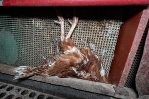 Dead hen in free range shed - Part of the 2025 Eggs Uncaged investigation of Victorian free-range and cage free egg farms.
South Gippsland Eggs is a free range egg farm in Devon Meadows, 50km from Melbourne. With a philosophy of 'happy, healthy hens lay the most delicious & wholesome eggs,' the farm has made a name for itself in the local community for offering an ethical alternative to caged eggs.
However, the scenes that greeted investigators when they entered the sheds on the property, told a different story. Thousands of hens are packed into long sheds, forced to stand on slatted metal floors. Without even perches to get off the ground, hens will huddle tightly together on the filthy floor, while their waste falls through to pits underneath the sheds.
Like on other farms, hens were found with missing feathers and wounds indicating feather pecking due to overcrowding. Dead hens lay among the living, including one who had become crushed by the door of the nesting box. Even with access to the outdoors each day, hens were found to be laying soft, jelly-like eggs, indicating calcium deficiency.
South Gippsland Eggs supplies to stores across Victoria using images and branding promising quality, free range eggs. It is owned and operated by second-generation egg farmer Gina Magias Abraham.
- Captured at South Gippsland Eggs, Devon Meadows VIC Australia.