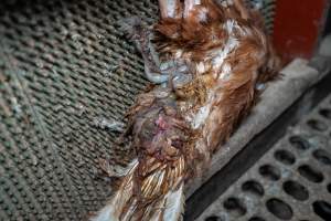 Dead hen in free-range shed - Part of the 2025 Eggs Uncaged investigation of Victorian free-range and cage free egg farms.
South Gippsland Eggs is a free range egg farm in Devon Meadows, 50km from Melbourne. With a philosophy of 'happy, healthy hens lay the most delicious & wholesome eggs,' the farm has made a name for itself in the local community for offering an ethical alternative to caged eggs.
However, the scenes that greeted investigators when they entered the sheds on the property, told a different story. Thousands of hens are packed into long sheds, forced to stand on slatted metal floors. Without even perches to get off the ground, hens will huddle tightly together on the filthy floor, while their waste falls through to pits underneath the sheds.
Like on other farms, hens were found with missing feathers and wounds indicating feather pecking due to overcrowding. Dead hens lay among the living, including one who had become crushed by the door of the nesting box. Even with access to the outdoors each day, hens were found to be laying soft, jelly-like eggs, indicating calcium deficiency.
South Gippsland Eggs supplies to stores across Victoria using images and branding promising quality, free range eggs. It is owned and operated by second-generation egg farmer Gina Magias Abraham.
- Captured at South Gippsland Eggs, Devon Meadows VIC Australia.