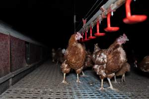 Hens in free-range shed - Part of the 2025 Eggs Uncaged investigation of Victorian free-range and cage free egg farms.
South Gippsland Eggs is a free range egg farm in Devon Meadows, 50km from Melbourne. With a philosophy of 'happy, healthy hens lay the most delicious & wholesome eggs,' the farm has made a name for itself in the local community for offering an ethical alternative to caged eggs.
However, the scenes that greeted investigators when they entered the sheds on the property, told a different story. Thousands of hens are packed into long sheds, forced to stand on slatted metal floors. Without even perches to get off the ground, hens will huddle tightly together on the filthy floor, while their waste falls through to pits underneath the sheds.
Like on other farms, hens were found with missing feathers and wounds indicating feather pecking due to overcrowding. Dead hens lay among the living, including one who had become crushed by the door of the nesting box. Even with access to the outdoors each day, hens were found to be laying soft, jelly-like eggs, indicating calcium deficiency.
South Gippsland Eggs supplies to stores across Victoria using images and branding promising quality, free range eggs. It is owned and operated by second-generation egg farmer Gina Magias Abraham.
- Captured at South Gippsland Eggs, Devon Meadows VIC Australia.