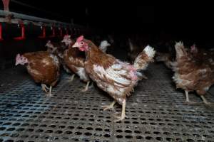 Hen with missing feathers - Part of the 2025 Eggs Uncaged investigation of Victorian free-range and cage free egg farms.
South Gippsland Eggs is a free range egg farm in Devon Meadows, 50km from Melbourne. With a philosophy of 'happy, healthy hens lay the most delicious & wholesome eggs,' the farm has made a name for itself in the local community for offering an ethical alternative to caged eggs.
However, the scenes that greeted investigators when they entered the sheds on the property, told a different story. Thousands of hens are packed into long sheds, forced to stand on slatted metal floors. Without even perches to get off the ground, hens will huddle tightly together on the filthy floor, while their waste falls through to pits underneath the sheds.
Like on other farms, hens were found with missing feathers and wounds indicating feather pecking due to overcrowding. Dead hens lay among the living, including one who had become crushed by the door of the nesting box. Even with access to the outdoors each day, hens were found to be laying soft, jelly-like eggs, indicating calcium deficiency.
South Gippsland Eggs supplies to stores across Victoria using images and branding promising quality, free range eggs. It is owned and operated by second-generation egg farmer Gina Magias Abraham.
- Captured at South Gippsland Eggs, Devon Meadows VIC Australia.