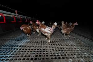 Hens in shed - Part of the 2025 Eggs Uncaged investigation of Victorian free-range and cage free egg farms.
South Gippsland Eggs is a free range egg farm in Devon Meadows, 50km from Melbourne. With a philosophy of 'happy, healthy hens lay the most delicious & wholesome eggs,' the farm has made a name for itself in the local community for offering an ethical alternative to caged eggs.
However, the scenes that greeted investigators when they entered the sheds on the property, told a different story. Thousands of hens are packed into long sheds, forced to stand on slatted metal floors. Without even perches to get off the ground, hens will huddle tightly together on the filthy floor, while their waste falls through to pits underneath the sheds.
Like on other farms, hens were found with missing feathers and wounds indicating feather pecking due to overcrowding. Dead hens lay among the living, including one who had become crushed by the door of the nesting box. Even with access to the outdoors each day, hens were found to be laying soft, jelly-like eggs, indicating calcium deficiency.
South Gippsland Eggs supplies to stores across Victoria using images and branding promising quality, free range eggs. It is owned and operated by second-generation egg farmer Gina Magias Abraham.
- Captured at South Gippsland Eggs, Devon Meadows VIC Australia.