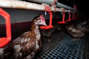 Hen drinking from water feeder - Part of the 2025 Eggs Uncaged investigation of Victorian free-range and cage free egg farms.
South Gippsland Eggs is a free range egg farm in Devon Meadows, 50km from Melbourne. With a philosophy of 'happy, healthy hens lay the most delicious & wholesome eggs,' the farm has made a name for itself in the local community for offering an ethical alternative to caged eggs.
However, the scenes that greeted investigators when they entered the sheds on the property, told a different story. Thousands of hens are packed into long sheds, forced to stand on slatted metal floors. Without even perches to get off the ground, hens will huddle tightly together on the filthy floor, while their waste falls through to pits underneath the sheds.
Like on other farms, hens were found with missing feathers and wounds indicating feather pecking due to overcrowding. Dead hens lay among the living, including one who had become crushed by the door of the nesting box. Even with access to the outdoors each day, hens were found to be laying soft, jelly-like eggs, indicating calcium deficiency.
South Gippsland Eggs supplies to stores across Victoria using images and branding promising quality, free range eggs. It is owned and operated by second-generation egg farmer Gina Magias Abraham.
- Captured at South Gippsland Eggs, Devon Meadows VIC Australia.