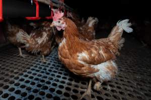 Hen in free-range shed - Part of the 2025 Eggs Uncaged investigation of Victorian free-range and cage free egg farms.
South Gippsland Eggs is a free range egg farm in Devon Meadows, 50km from Melbourne. With a philosophy of 'happy, healthy hens lay the most delicious & wholesome eggs,' the farm has made a name for itself in the local community for offering an ethical alternative to caged eggs.
However, the scenes that greeted investigators when they entered the sheds on the property, told a different story. Thousands of hens are packed into long sheds, forced to stand on slatted metal floors. Without even perches to get off the ground, hens will huddle tightly together on the filthy floor, while their waste falls through to pits underneath the sheds.
Like on other farms, hens were found with missing feathers and wounds indicating feather pecking due to overcrowding. Dead hens lay among the living, including one who had become crushed by the door of the nesting box. Even with access to the outdoors each day, hens were found to be laying soft, jelly-like eggs, indicating calcium deficiency.
South Gippsland Eggs supplies to stores across Victoria using images and branding promising quality, free range eggs. It is owned and operated by second-generation egg farmer Gina Magias Abraham.
- Captured at South Gippsland Eggs, Devon Meadows VIC Australia.