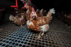 Hen in free-range shed - Part of the 2025 Eggs Uncaged investigation of Victorian free-range and cage free egg farms.
South Gippsland Eggs is a free range egg farm in Devon Meadows, 50km from Melbourne. With a philosophy of 'happy, healthy hens lay the most delicious & wholesome eggs,' the farm has made a name for itself in the local community for offering an ethical alternative to caged eggs.
However, the scenes that greeted investigators when they entered the sheds on the property, told a different story. Thousands of hens are packed into long sheds, forced to stand on slatted metal floors. Without even perches to get off the ground, hens will huddle tightly together on the filthy floor, while their waste falls through to pits underneath the sheds.
Like on other farms, hens were found with missing feathers and wounds indicating feather pecking due to overcrowding. Dead hens lay among the living, including one who had become crushed by the door of the nesting box. Even with access to the outdoors each day, hens were found to be laying soft, jelly-like eggs, indicating calcium deficiency.
South Gippsland Eggs supplies to stores across Victoria using images and branding promising quality, free range eggs. It is owned and operated by second-generation egg farmer Gina Magias Abraham.
- Captured at South Gippsland Eggs, Devon Meadows VIC Australia.