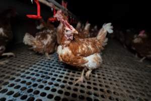 Hen in free-range shed - Part of the 2025 Eggs Uncaged investigation of Victorian free-range and cage free egg farms.
South Gippsland Eggs is a free range egg farm in Devon Meadows, 50km from Melbourne. With a philosophy of 'happy, healthy hens lay the most delicious & wholesome eggs,' the farm has made a name for itself in the local community for offering an ethical alternative to caged eggs.
However, the scenes that greeted investigators when they entered the sheds on the property, told a different story. Thousands of hens are packed into long sheds, forced to stand on slatted metal floors. Without even perches to get off the ground, hens will huddle tightly together on the filthy floor, while their waste falls through to pits underneath the sheds.
Like on other farms, hens were found with missing feathers and wounds indicating feather pecking due to overcrowding. Dead hens lay among the living, including one who had become crushed by the door of the nesting box. Even with access to the outdoors each day, hens were found to be laying soft, jelly-like eggs, indicating calcium deficiency.
South Gippsland Eggs supplies to stores across Victoria using images and branding promising quality, free range eggs. It is owned and operated by second-generation egg farmer Gina Magias Abraham.
- Captured at South Gippsland Eggs, Devon Meadows VIC Australia.