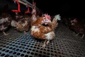 Hen in free-range shed - Part of the 2025 Eggs Uncaged investigation of Victorian free-range and cage free egg farms.
South Gippsland Eggs is a free range egg farm in Devon Meadows, 50km from Melbourne. With a philosophy of 'happy, healthy hens lay the most delicious & wholesome eggs,' the farm has made a name for itself in the local community for offering an ethical alternative to caged eggs.
However, the scenes that greeted investigators when they entered the sheds on the property, told a different story. Thousands of hens are packed into long sheds, forced to stand on slatted metal floors. Without even perches to get off the ground, hens will huddle tightly together on the filthy floor, while their waste falls through to pits underneath the sheds.
Like on other farms, hens were found with missing feathers and wounds indicating feather pecking due to overcrowding. Dead hens lay among the living, including one who had become crushed by the door of the nesting box. Even with access to the outdoors each day, hens were found to be laying soft, jelly-like eggs, indicating calcium deficiency.
South Gippsland Eggs supplies to stores across Victoria using images and branding promising quality, free range eggs. It is owned and operated by second-generation egg farmer Gina Magias Abraham.
- Captured at South Gippsland Eggs, Devon Meadows VIC Australia.