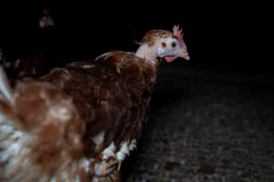 Hen with missing feathers on neck - Part of the 2025 Eggs Uncaged investigation of Victorian free-range and cage free egg farms.
South Gippsland Eggs is a free range egg farm in Devon Meadows, 50km from Melbourne. With a philosophy of 'happy, healthy hens lay the most delicious & wholesome eggs,' the farm has made a name for itself in the local community for offering an ethical alternative to caged eggs.
However, the scenes that greeted investigators when they entered the sheds on the property, told a different story. Thousands of hens are packed into long sheds, forced to stand on slatted metal floors. Without even perches to get off the ground, hens will huddle tightly together on the filthy floor, while their waste falls through to pits underneath the sheds.
Like on other farms, hens were found with missing feathers and wounds indicating feather pecking due to overcrowding. Dead hens lay among the living, including one who had become crushed by the door of the nesting box. Even with access to the outdoors each day, hens were found to be laying soft, jelly-like eggs, indicating calcium deficiency.
South Gippsland Eggs supplies to stores across Victoria using images and branding promising quality, free range eggs. It is owned and operated by second-generation egg farmer Gina Magias Abraham.
- Captured at South Gippsland Eggs, Devon Meadows VIC Australia.