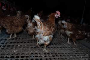 Free-range eggs investigation 2025 - Part of the 2025 Eggs Uncaged investigation of Victorian free-range and cage free egg farms.
South Gippsland Eggs is a free range egg farm in Devon Meadows, 50km from Melbourne. With a philosophy of 'happy, healthy hens lay the most delicious & wholesome eggs,' the farm has made a name for itself in the local community for offering an ethical alternative to caged eggs.
However, the scenes that greeted investigators when they entered the sheds on the property, told a different story. Thousands of hens are packed into long sheds, forced to stand on slatted metal floors. Without even perches to get off the ground, hens will huddle tightly together on the filthy floor, while their waste falls through to pits underneath the sheds.
Like on other farms, hens were found with missing feathers and wounds indicating feather pecking due to overcrowding. Dead hens lay among the living, including one who had become crushed by the door of the nesting box. Even with access to the outdoors each day, hens were found to be laying soft, jelly-like eggs, indicating calcium deficiency.
South Gippsland Eggs supplies to stores across Victoria using images and branding promising quality, free range eggs. It is owned and operated by second-generation egg farmer Gina Magias Abraham.
- Captured at South Gippsland Eggs, Devon Meadows VIC Australia.