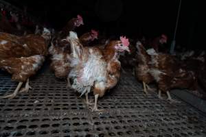 Free-range eggs investigation 2025 - Part of the 2025 Eggs Uncaged investigation of Victorian free-range and cage free egg farms.
South Gippsland Eggs is a free range egg farm in Devon Meadows, 50km from Melbourne. With a philosophy of 'happy, healthy hens lay the most delicious & wholesome eggs,' the farm has made a name for itself in the local community for offering an ethical alternative to caged eggs.
However, the scenes that greeted investigators when they entered the sheds on the property, told a different story. Thousands of hens are packed into long sheds, forced to stand on slatted metal floors. Without even perches to get off the ground, hens will huddle tightly together on the filthy floor, while their waste falls through to pits underneath the sheds.
Like on other farms, hens were found with missing feathers and wounds indicating feather pecking due to overcrowding. Dead hens lay among the living, including one who had become crushed by the door of the nesting box. Even with access to the outdoors each day, hens were found to be laying soft, jelly-like eggs, indicating calcium deficiency.
South Gippsland Eggs supplies to stores across Victoria using images and branding promising quality, free range eggs. It is owned and operated by second-generation egg farmer Gina Magias Abraham.
- Captured at South Gippsland Eggs, Devon Meadows VIC Australia.