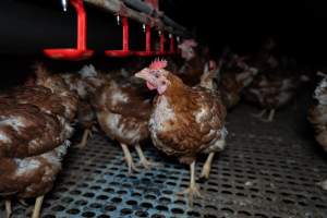 Hen with missing feathers from neck - Part of the 2025 Eggs Uncaged investigation of Victorian free-range and cage free egg farms.
South Gippsland Eggs is a free range egg farm in Devon Meadows, 50km from Melbourne. With a philosophy of 'happy, healthy hens lay the most delicious & wholesome eggs,' the farm has made a name for itself in the local community for offering an ethical alternative to caged eggs.
However, the scenes that greeted investigators when they entered the sheds on the property, told a different story. Thousands of hens are packed into long sheds, forced to stand on slatted metal floors. Without even perches to get off the ground, hens will huddle tightly together on the filthy floor, while their waste falls through to pits underneath the sheds.
Like on other farms, hens were found with missing feathers and wounds indicating feather pecking due to overcrowding. Dead hens lay among the living, including one who had become crushed by the door of the nesting box. Even with access to the outdoors each day, hens were found to be laying soft, jelly-like eggs, indicating calcium deficiency.
South Gippsland Eggs supplies to stores across Victoria using images and branding promising quality, free range eggs. It is owned and operated by second-generation egg farmer Gina Magias Abraham.
- Captured at South Gippsland Eggs, Devon Meadows VIC Australia.