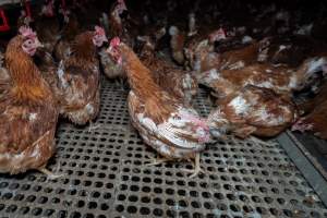 Hen with missing feathers - Part of the 2025 Eggs Uncaged investigation of Victorian free-range and cage free egg farms.
South Gippsland Eggs is a free range egg farm in Devon Meadows, 50km from Melbourne. With a philosophy of 'happy, healthy hens lay the most delicious & wholesome eggs,' the farm has made a name for itself in the local community for offering an ethical alternative to caged eggs.
However, the scenes that greeted investigators when they entered the sheds on the property, told a different story. Thousands of hens are packed into long sheds, forced to stand on slatted metal floors. Without even perches to get off the ground, hens will huddle tightly together on the filthy floor, while their waste falls through to pits underneath the sheds.
Like on other farms, hens were found with missing feathers and wounds indicating feather pecking due to overcrowding. Dead hens lay among the living, including one who had become crushed by the door of the nesting box. Even with access to the outdoors each day, hens were found to be laying soft, jelly-like eggs, indicating calcium deficiency.
South Gippsland Eggs supplies to stores across Victoria using images and branding promising quality, free range eggs. It is owned and operated by second-generation egg farmer Gina Magias Abraham.
- Captured at South Gippsland Eggs, Devon Meadows VIC Australia.