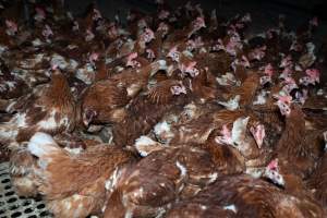 Hens in free-range shed - Part of the 2025 Eggs Uncaged investigation of Victorian free-range and cage free egg farms.
South Gippsland Eggs is a free range egg farm in Devon Meadows, 50km from Melbourne. With a philosophy of 'happy, healthy hens lay the most delicious & wholesome eggs,' the farm has made a name for itself in the local community for offering an ethical alternative to caged eggs.
However, the scenes that greeted investigators when they entered the sheds on the property, told a different story. Thousands of hens are packed into long sheds, forced to stand on slatted metal floors. Without even perches to get off the ground, hens will huddle tightly together on the filthy floor, while their waste falls through to pits underneath the sheds.
Like on other farms, hens were found with missing feathers and wounds indicating feather pecking due to overcrowding. Dead hens lay among the living, including one who had become crushed by the door of the nesting box. Even with access to the outdoors each day, hens were found to be laying soft, jelly-like eggs, indicating calcium deficiency.
South Gippsland Eggs supplies to stores across Victoria using images and branding promising quality, free range eggs. It is owned and operated by second-generation egg farmer Gina Magias Abraham.
- Captured at South Gippsland Eggs, Devon Meadows VIC Australia.