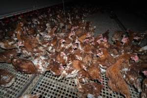 Hens in free-range shed. - Part of the 2025 Eggs Uncaged investigation of Victorian free-range and cage free egg farms.
South Gippsland Eggs is a free range egg farm in Devon Meadows, 50km from Melbourne. With a philosophy of 'happy, healthy hens lay the most delicious & wholesome eggs,' the farm has made a name for itself in the local community for offering an ethical alternative to caged eggs.
However, the scenes that greeted investigators when they entered the sheds on the property, told a different story. Thousands of hens are packed into long sheds, forced to stand on slatted metal floors. Without even perches to get off the ground, hens will huddle tightly together on the filthy floor, while their waste falls through to pits underneath the sheds.
Like on other farms, hens were found with missing feathers and wounds indicating feather pecking due to overcrowding. Dead hens lay among the living, including one who had become crushed by the door of the nesting box. Even with access to the outdoors each day, hens were found to be laying soft, jelly-like eggs, indicating calcium deficiency.
South Gippsland Eggs supplies to stores across Victoria using images and branding promising quality, free range eggs. It is owned and operated by second-generation egg farmer Gina Magias Abraham.
- Captured at South Gippsland Eggs, Devon Meadows VIC Australia.