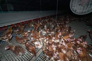 Hens in free-range shed - Part of the 2025 Eggs Uncaged investigation of Victorian free-range and cage free egg farms.
South Gippsland Eggs is a free range egg farm in Devon Meadows, 50km from Melbourne. With a philosophy of 'happy, healthy hens lay the most delicious & wholesome eggs,' the farm has made a name for itself in the local community for offering an ethical alternative to caged eggs.
However, the scenes that greeted investigators when they entered the sheds on the property, told a different story. Thousands of hens are packed into long sheds, forced to stand on slatted metal floors. Without even perches to get off the ground, hens will huddle tightly together on the filthy floor, while their waste falls through to pits underneath the sheds.
Like on other farms, hens were found with missing feathers and wounds indicating feather pecking due to overcrowding. Dead hens lay among the living, including one who had become crushed by the door of the nesting box. Even with access to the outdoors each day, hens were found to be laying soft, jelly-like eggs, indicating calcium deficiency.
South Gippsland Eggs supplies to stores across Victoria using images and branding promising quality, free range eggs. It is owned and operated by second-generation egg farmer Gina Magias Abraham.
- Captured at South Gippsland Eggs, Devon Meadows VIC Australia.
