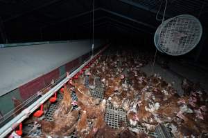 Hens in free-range shed - Part of the 2025 Eggs Uncaged investigation of Victorian free-range and cage free egg farms.
South Gippsland Eggs is a free range egg farm in Devon Meadows, 50km from Melbourne. With a philosophy of 'happy, healthy hens lay the most delicious & wholesome eggs,' the farm has made a name for itself in the local community for offering an ethical alternative to caged eggs.
However, the scenes that greeted investigators when they entered the sheds on the property, told a different story. Thousands of hens are packed into long sheds, forced to stand on slatted metal floors. Without even perches to get off the ground, hens will huddle tightly together on the filthy floor, while their waste falls through to pits underneath the sheds.
Like on other farms, hens were found with missing feathers and wounds indicating feather pecking due to overcrowding. Dead hens lay among the living, including one who had become crushed by the door of the nesting box. Even with access to the outdoors each day, hens were found to be laying soft, jelly-like eggs, indicating calcium deficiency.
South Gippsland Eggs supplies to stores across Victoria using images and branding promising quality, free range eggs. It is owned and operated by second-generation egg farmer Gina Magias Abraham.
- Captured at South Gippsland Eggs, Devon Meadows VIC Australia.