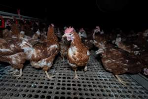 Free-range eggs investigation 2025 - Part of the 2025 Eggs Uncaged investigation of Victorian free-range and cage free egg farms.
South Gippsland Eggs is a free range egg farm in Devon Meadows, 50km from Melbourne. With a philosophy of 'happy, healthy hens lay the most delicious & wholesome eggs,' the farm has made a name for itself in the local community for offering an ethical alternative to caged eggs.
However, the scenes that greeted investigators when they entered the sheds on the property, told a different story. Thousands of hens are packed into long sheds, forced to stand on slatted metal floors. Without even perches to get off the ground, hens will huddle tightly together on the filthy floor, while their waste falls through to pits underneath the sheds.
Like on other farms, hens were found with missing feathers and wounds indicating feather pecking due to overcrowding. Dead hens lay among the living, including one who had become crushed by the door of the nesting box. Even with access to the outdoors each day, hens were found to be laying soft, jelly-like eggs, indicating calcium deficiency.
South Gippsland Eggs supplies to stores across Victoria using images and branding promising quality, free range eggs. It is owned and operated by second-generation egg farmer Gina Magias Abraham.
- Captured at South Gippsland Eggs, Devon Meadows VIC Australia.