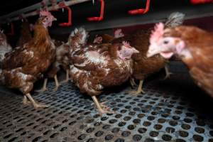 Hen with injured eye - Part of the 2025 Eggs Uncaged investigation of Victorian free-range and cage free egg farms.
South Gippsland Eggs is a free range egg farm in Devon Meadows, 50km from Melbourne. With a philosophy of 'happy, healthy hens lay the most delicious & wholesome eggs,' the farm has made a name for itself in the local community for offering an ethical alternative to caged eggs.
However, the scenes that greeted investigators when they entered the sheds on the property, told a different story. Thousands of hens are packed into long sheds, forced to stand on slatted metal floors. Without even perches to get off the ground, hens will huddle tightly together on the filthy floor, while their waste falls through to pits underneath the sheds.
Like on other farms, hens were found with missing feathers and wounds indicating feather pecking due to overcrowding. Dead hens lay among the living, including one who had become crushed by the door of the nesting box. Even with access to the outdoors each day, hens were found to be laying soft, jelly-like eggs, indicating calcium deficiency.
South Gippsland Eggs supplies to stores across Victoria using images and branding promising quality, free range eggs. It is owned and operated by second-generation egg farmer Gina Magias Abraham.
- Captured at South Gippsland Eggs, Devon Meadows VIC Australia.