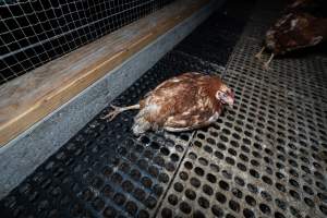Hen with injured leg - Part of the 2025 Eggs Uncaged investigation of Victorian free-range and cage free egg farms.
South Gippsland Eggs is a free range egg farm in Devon Meadows, 50km from Melbourne. With a philosophy of 'happy, healthy hens lay the most delicious & wholesome eggs,' the farm has made a name for itself in the local community for offering an ethical alternative to caged eggs.
However, the scenes that greeted investigators when they entered the sheds on the property, told a different story. Thousands of hens are packed into long sheds, forced to stand on slatted metal floors. Without even perches to get off the ground, hens will huddle tightly together on the filthy floor, while their waste falls through to pits underneath the sheds.
Like on other farms, hens were found with missing feathers and wounds indicating feather pecking due to overcrowding. Dead hens lay among the living, including one who had become crushed by the door of the nesting box. Even with access to the outdoors each day, hens were found to be laying soft, jelly-like eggs, indicating calcium deficiency.
South Gippsland Eggs supplies to stores across Victoria using images and branding promising quality, free range eggs. It is owned and operated by second-generation egg farmer Gina Magias Abraham.
- Captured at South Gippsland Eggs, Devon Meadows VIC Australia.