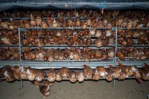 Hens in free-range shed - Farm Pride supplies free range and cage free eggs to major supermarkets under their own brand and is also a supplier for Coles brand free range eggs. Their Bears Lagoon farm supplies free range eggs from a system described by The Age as 'intensive free-range farming.'
In these sheds tens of thousands of birds struggle for space in filthy sheds. Hens showed evidence of reproductive illnesses and feather pecking, including missing feathers from their wings and necks. One chicken was filmed with a twisted, deformed leg, while others showed clear signs of being bullied by being pecked by other chickens.
On this farm investigators entered an empty shed where hens had been 'depopulated,' to be taken to slaughter. Two chickens had been left behind and were found huddled in the empty stacks, missing almost all of the feathers from their backs and necks. In another shed hens were found to be laying jelly-like, soft shelled eggs, an indication of nutrition deficiencies and stress. Hens would fight to eat these eggs, a valuable source of calcium in their otherwise deprived diets. - Captured at Farm Pride Bears Lagoon - Site 2, Bears Lagoon VIC Australia.