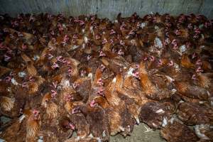 Hens crowded around 'pop holes' in free-range sheds. - Farm Pride supplies free range and cage free eggs to major supermarkets under their own brand and is also a supplier for Coles brand free range eggs. Their Bears Lagoon farm supplies free range eggs from a system described by The Age as 'intensive free-range farming.'
In these sheds tens of thousands of birds struggle for space in filthy sheds. Hens showed evidence of reproductive illnesses and feather pecking, including missing feathers from their wings and necks. One chicken was filmed with a twisted, deformed leg, while others showed clear signs of being bullied by being pecked by other chickens.
On this farm investigators entered an empty shed where hens had been 'depopulated,' to be taken to slaughter. Two chickens had been left behind and were found huddled in the empty stacks, missing almost all of the feathers from their backs and necks. In another shed hens were found to be laying jelly-like, soft shelled eggs, an indication of nutrition deficiencies and stress. Hens would fight to eat these eggs, a valuable source of calcium in their otherwise deprived diets.
- Captured at Farm Pride Bears Lagoon - Site 2, Bears Lagoon VIC Australia.