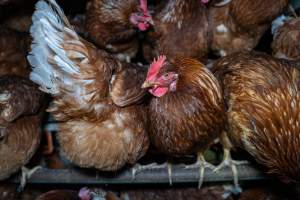 Free-Range Eggs Investigation 2025 - Farm Pride supplies free range and cage free eggs to major supermarkets under their own brand and is also a supplier for Coles brand free range eggs. Their Bears Lagoon farm supplies free range eggs from a system described by The Age as 'intensive free-range farming.'
In these sheds tens of thousands of birds struggle for space in filthy sheds. Hens showed evidence of reproductive illnesses and feather pecking, including missing feathers from their wings and necks. One chicken was filmed with a twisted, deformed leg, while others showed clear signs of being bullied by being pecked by other chickens.
On this farm investigators entered an empty shed where hens had been 'depopulated,' to be taken to slaughter. Two chickens had been left behind and were found huddled in the empty stacks, missing almost all of the feathers from their backs and necks. In another shed hens were found to be laying jelly-like, soft shelled eggs, an indication of nutrition deficiencies and stress. Hens would fight to eat these eggs, a valuable source of calcium in their otherwise deprived diets.
- Captured at Farm Pride Bears Lagoon - Site 2, Bears Lagoon VIC Australia.