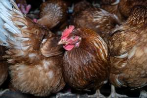 Free-Range Eggs Investigation 2025 - Farm Pride supplies free range and cage free eggs to major supermarkets under their own brand and is also a supplier for Coles brand free range eggs. Their Bears Lagoon farm supplies free range eggs from a system described by The Age as 'intensive free-range farming.'
In these sheds tens of thousands of birds struggle for space in filthy sheds. Hens showed evidence of reproductive illnesses and feather pecking, including missing feathers from their wings and necks. One chicken was filmed with a twisted, deformed leg, while others showed clear signs of being bullied by being pecked by other chickens.
On this farm investigators entered an empty shed where hens had been 'depopulated,' to be taken to slaughter. Two chickens had been left behind and were found huddled in the empty stacks, missing almost all of the feathers from their backs and necks. In another shed hens were found to be laying jelly-like, soft shelled eggs, an indication of nutrition deficiencies and stress. Hens would fight to eat these eggs, a valuable source of calcium in their otherwise deprived diets.
- Captured at Farm Pride Bears Lagoon - Site 2, Bears Lagoon VIC Australia.